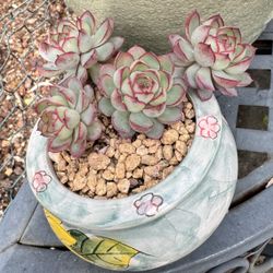 Succulents 