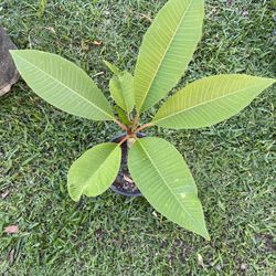 Plumeria