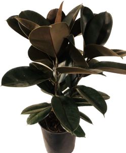 Ficus Decora “Burgundy Rubber Tree “