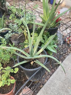 Aloe Vera plants (savila)