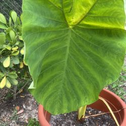 Beautiful Elephant Ear