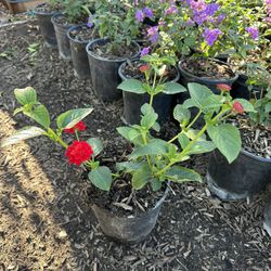 Lantana 