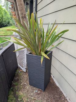 Plant and Planter - New Zealand Flax (Phormium) in Tall Black Planter — $50 OBO