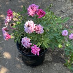 Mini Roses 