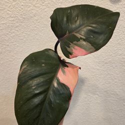 Philodendron Pink Princess Plant Cuttings