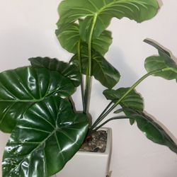 Faux House Plant 
