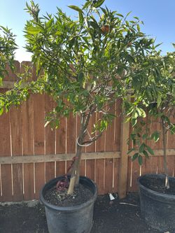 Mandarin, Lemon Tequilero For Sale