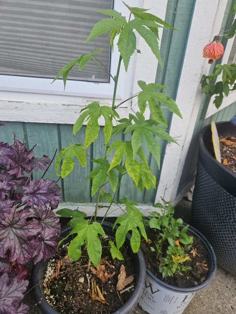 Red Tiger Flowering Maple