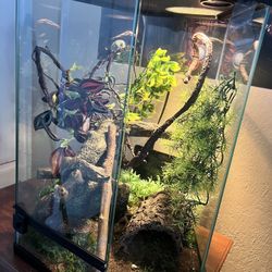 Terrario Para Reptil  56cm X 44cm 