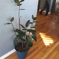 Plant