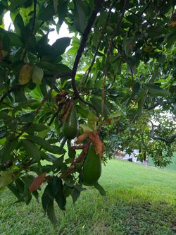 50 pounds boxes of avocados for sale