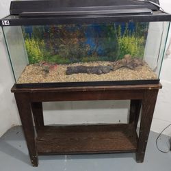 Fish Tank & Stank