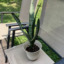 Live Snake Plant 