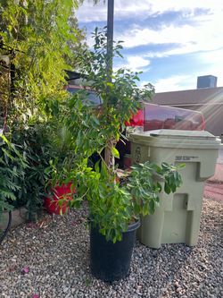 Large Potted Green Leafy Tree Plant