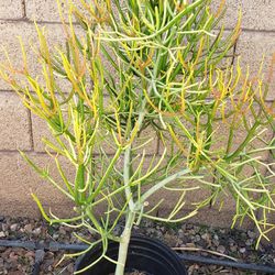 Pencil Cactus/Desert Plant/Succulent 