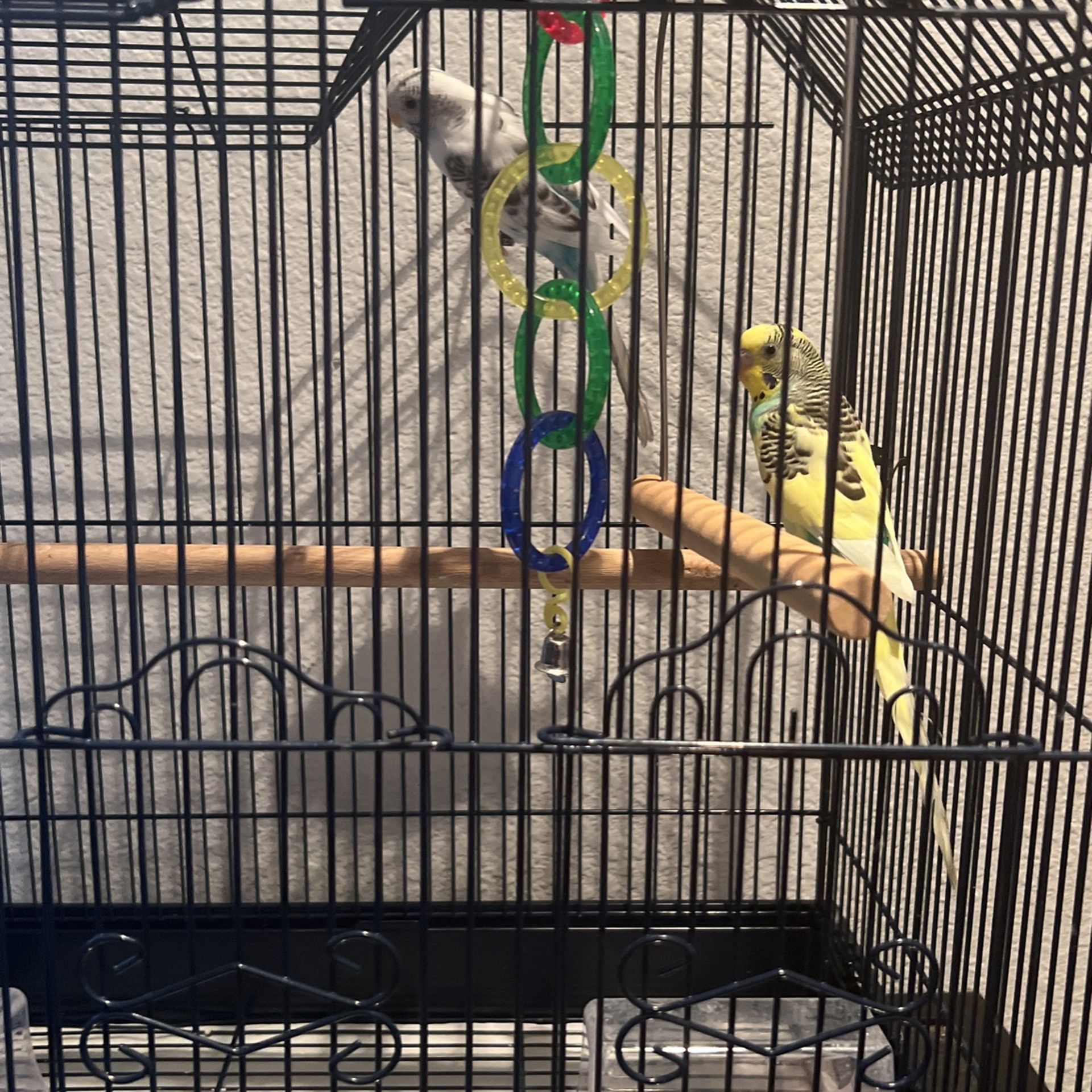 Parakeets