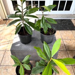 Loquat “Japanese plum” Fruit Tree