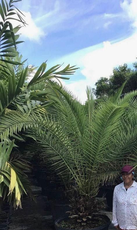 Canary Palm tree $450.00