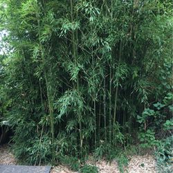 Harvest your own Bamboo - On-going until thinned
