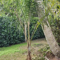 Queen Palm Tree GREAT DEAL