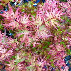 ‘radiant’ Japanese Maple Trees
