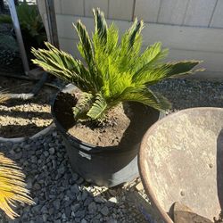 Sago Palm
