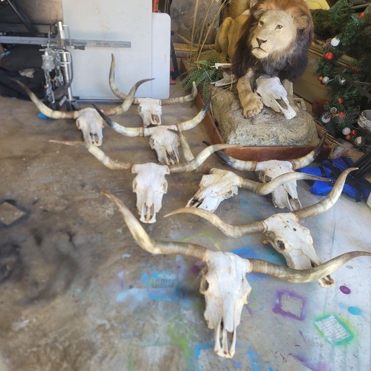 Real Longhorn Skulls