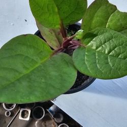 Red Malabar Spinach Plant, Herbs And Greens