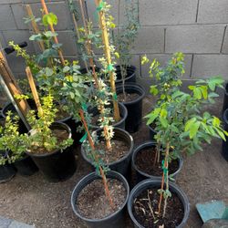 Red Guamúchil Trees 3F The Tall $30 Each Price Firm 