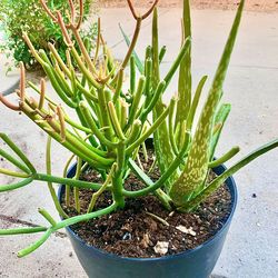 Healthy potted plant