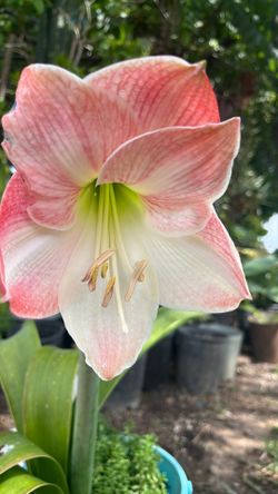Planta azusena