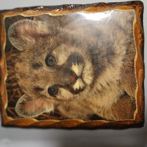 And Very Very Cute Little Tiger Picture