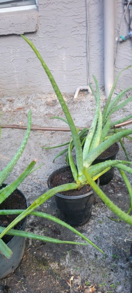 Aloe Vera Plants