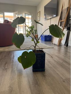Monstera in blue pot
