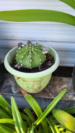 Diferentes plantas  de venta