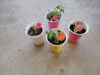 plantas $3 cada una