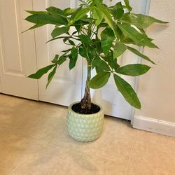 Money Tree 🌴 