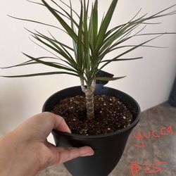 House Plant - Yucca