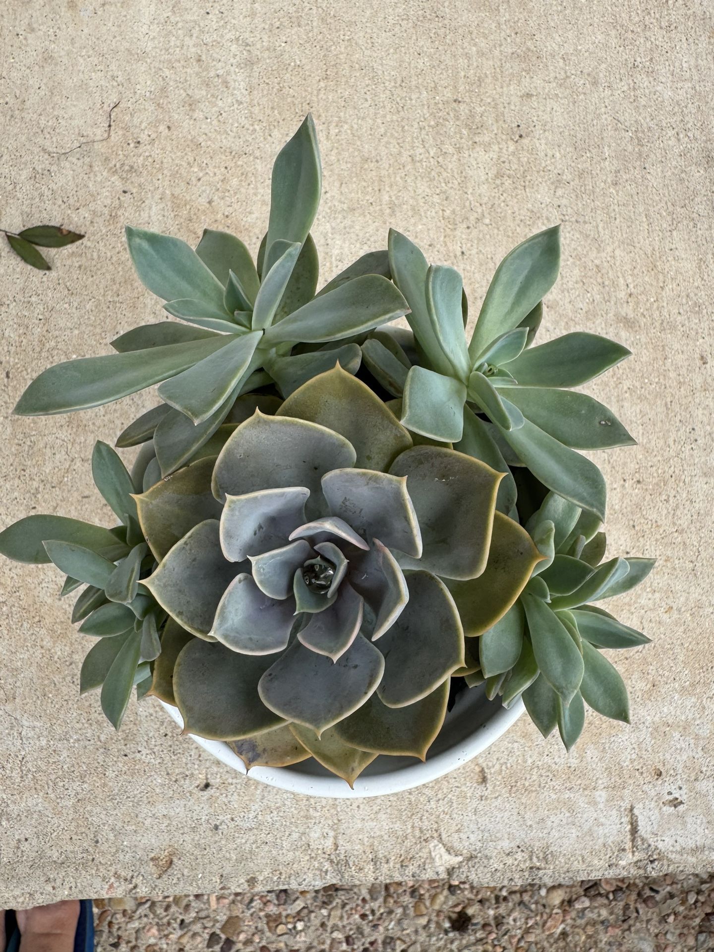 Succulents In Ceramic Planter- Real Plant