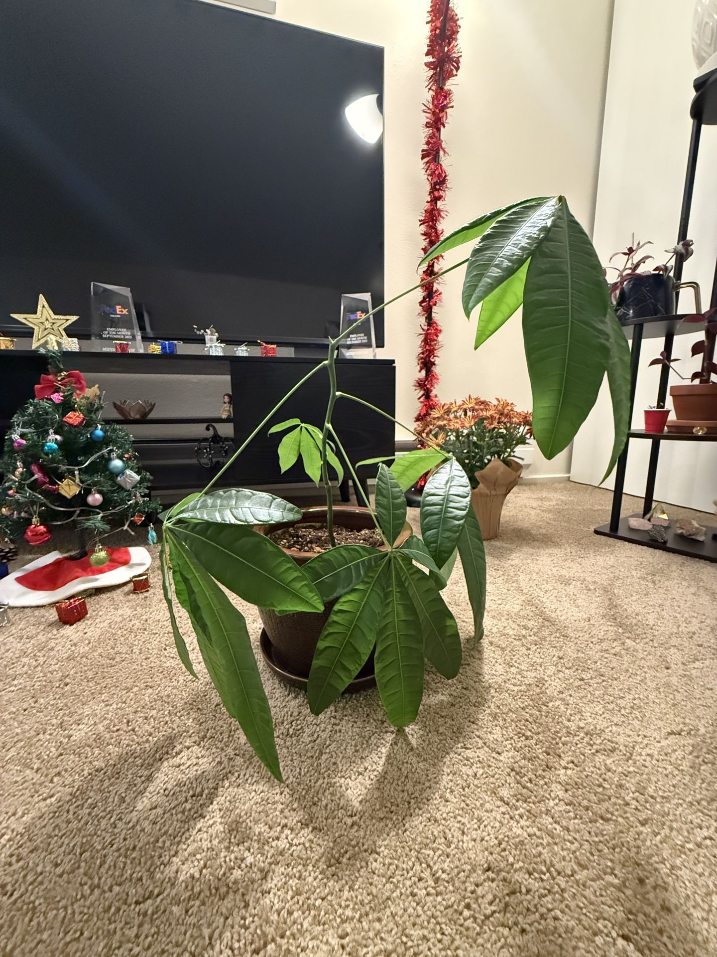 Money Plant