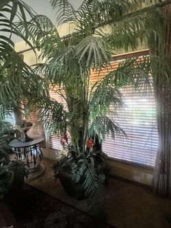 Plants- fake