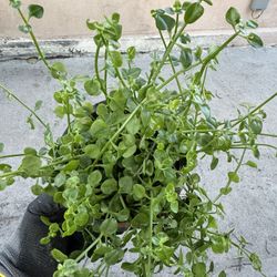 Free Plant