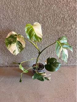 Monstera Albo Plant - 6inch