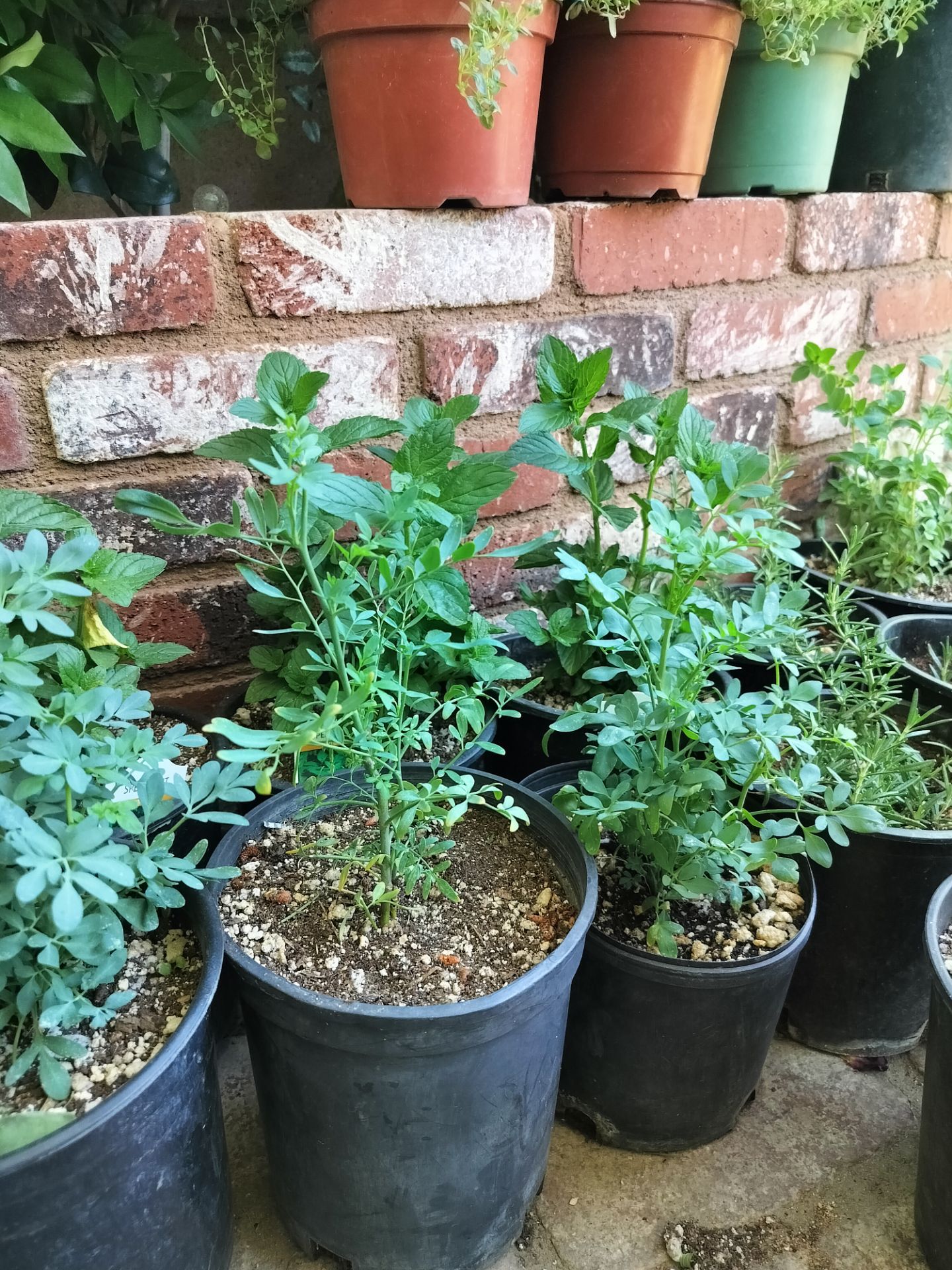 Hierbas aromaticas ruda, romero, orégano, estafiate, zavila, hierbabuena