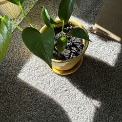 Money Plant 