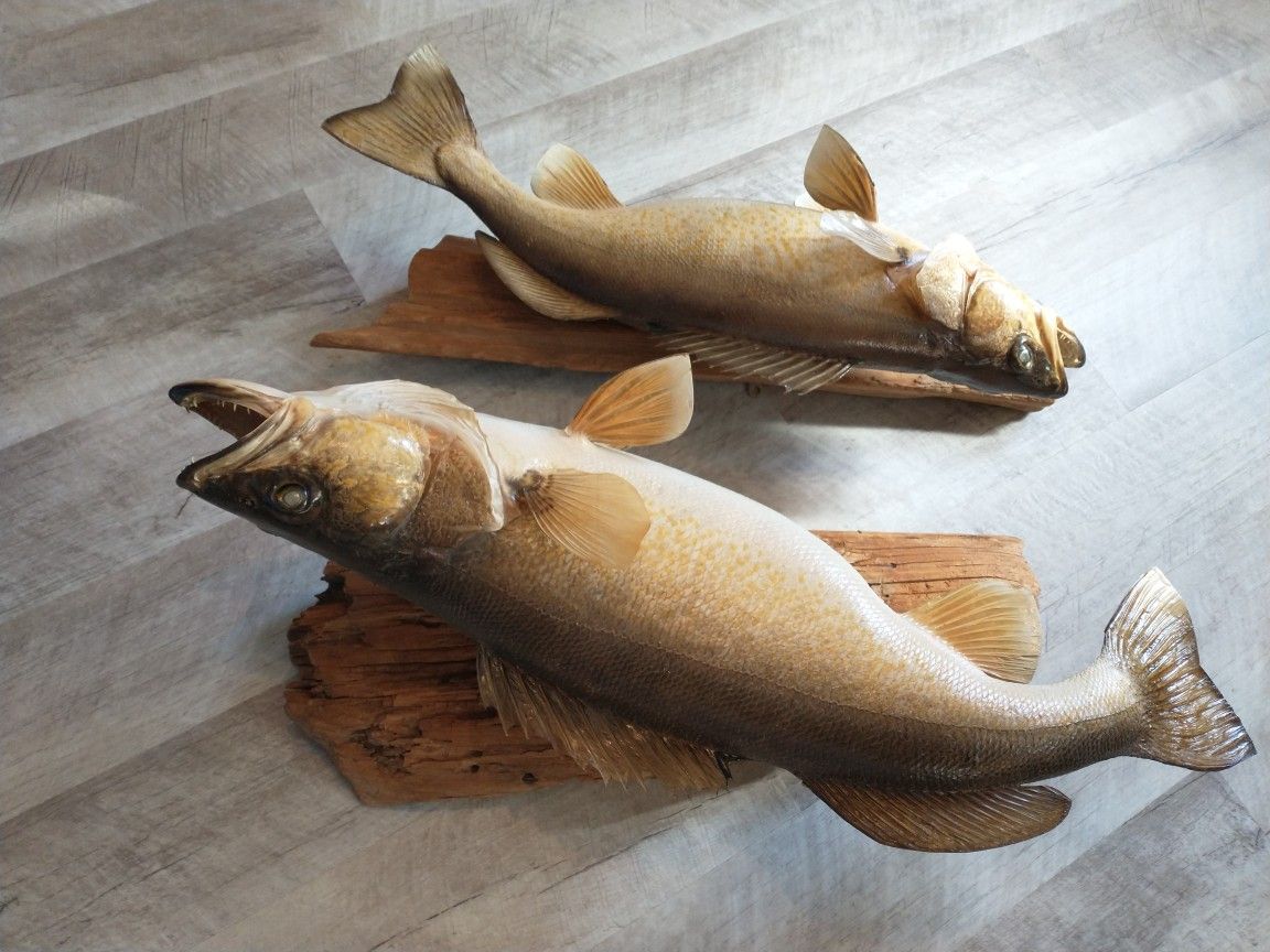 Walleye Mountings