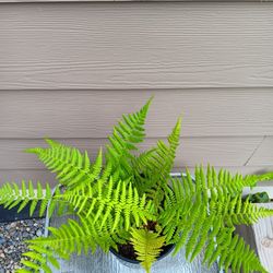 Fern Perennial Plant 