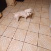 The