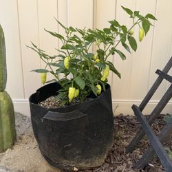 Sugar Rush Peach Pepper Plant 