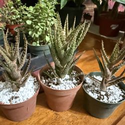❤️Tiger Tooth Aloe (Aloe juvenna)❤️7” Height 4”pot $5 EACH